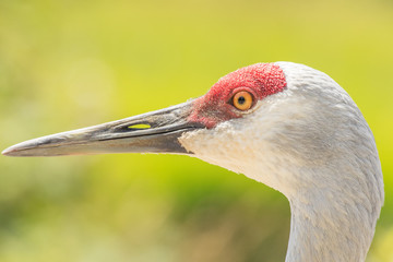 Sandhill crane close up