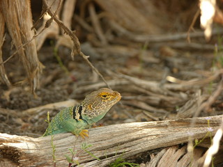 Blue Collared Lizard in Southeastern Utah Desert