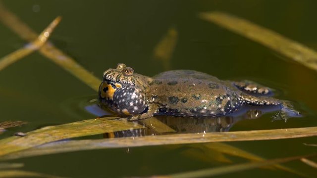European fire-bellied toad (Bombina bombina)