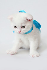 white Scottish fold kitten on white background
