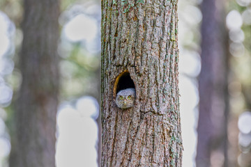 Eastern screech owl mom peers from tree trunk nest at Blackwater National Wildlife Refuge