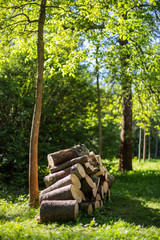 a pile of firewood in the forest