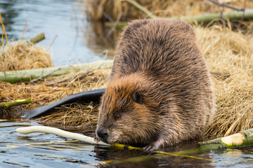 beaver eating popular branches on the ponds edge - obrazy, fototapety, plakaty