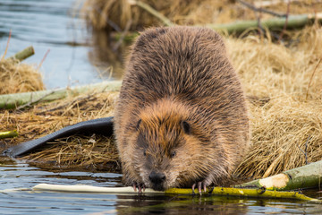 beaver eating popular branches on the ponds edge © dpep