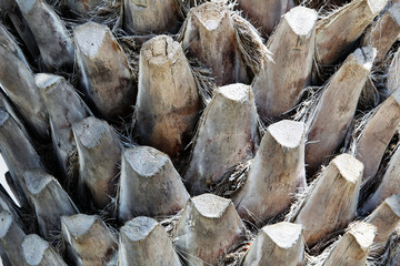 Palm tree in La Pineda, Salou, Spain