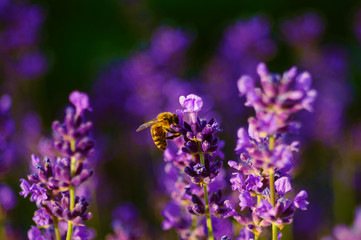 Bee on laverder flower