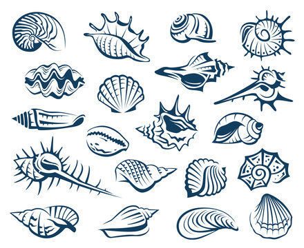 monochrome collection of various seashells 