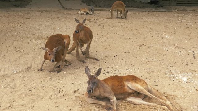 Close-up of adult red kangaroos resting at the zoo, 4K