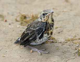 A pullus of the fieldfare (Turdus pilaris) sitting on the ground