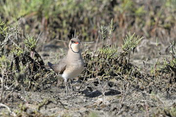 Rotflügel-Brachschwalbe (Glareola pratincola) - red-winged pratincole 