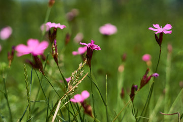 Wilde Blumen auf Sommerwiese