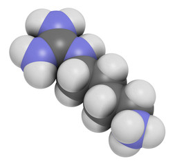 Agmatine molecule. 3D rendering. Atoms are represented as spheres with conventional color coding: hydrogen (white), carbon (grey), nitrogen (blue).