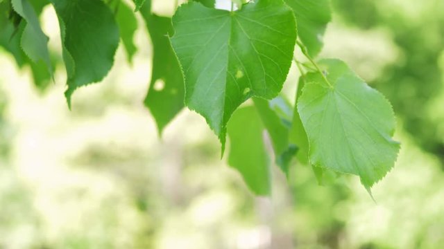 Mable tree leaf with sunlight