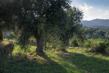 Fototapeta na wymiar Old Olive Orchard