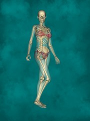 Female Skeleton, 3D Human Model