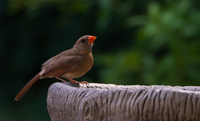 Cardinal at bird bath