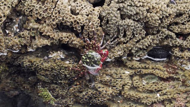 4k. Southen California Tide Pool. Striped Shore Crab Moves to the Water. The Background is Gooseneck Barnacles, Mussels, Sand-castle Worms, Anemone. The Concept of Marine Life and Oceanography.