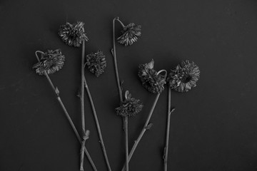 Black and white dried dead Mum flowers on dark background.   - Powered by Adobe