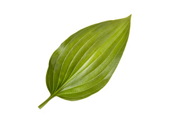 Fototapeta na wymiar Single green leaf on the white. Life concept
