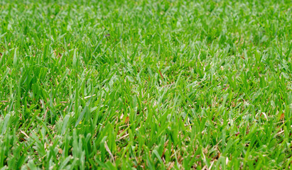 The flooring is a beautiful green lawn..