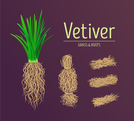 Vetiver grass (khus or Chrysopogon zizanioides), roots and leaves. Design vector elements of vetiver