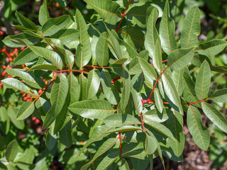 Terebinth (Pistacia terebinthus)