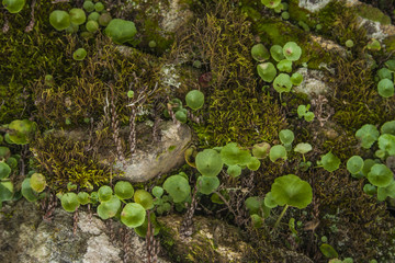 moss texture