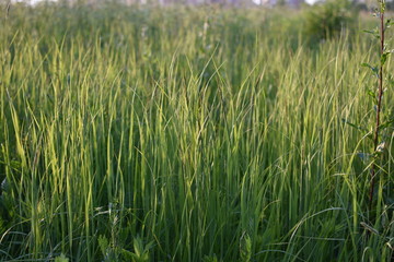 Obraz premium summer landscape, high green meadow grass close-up