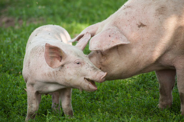 portrait of free pigs in a meadow