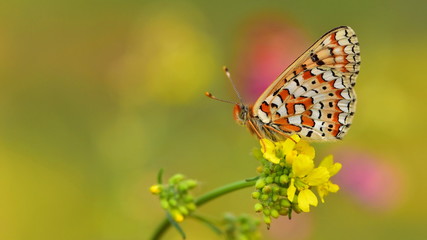 Euphydryas orientalis 6