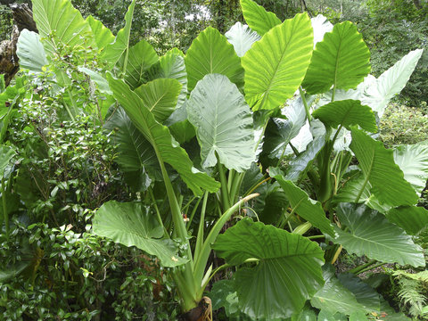 Sunlit Large Taro Elephant Ear Plants. Sunlit Elephant Ear plants, also known as Colocasia and Taro, stand in a garden in north central Florida.