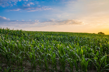 Fototapeta na wymiar morning sunrise over the corn field