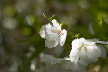 Obraz na płótnie Canvas little white blossom