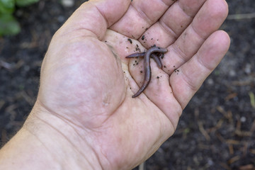 Earthworm in the palm of a hand