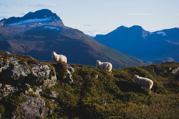 A flock of sheep pasturing and walking in the mountains of Northern Norway, Lofoten Islands
