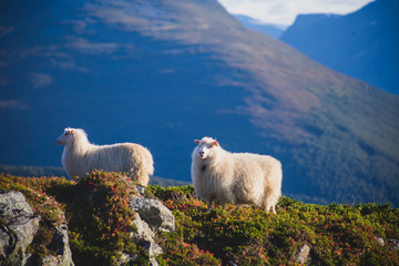 Fototapeta premium A flock of sheep pasturing and walking in the mountains of Northern Norway, Lofoten Islands 
