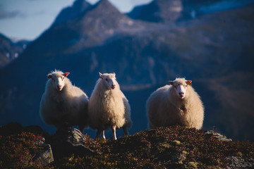 A flock of sheep pasturing and walking in the mountains of Northern Norway, Lofoten Islands
