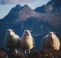A flock of sheep pasturing and walking in the mountains of Northern Norway, Lofoten Islands
