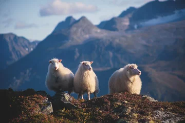 Photo sur Plexiglas Moutons Un troupeau de moutons paissant et marchant dans les montagnes du nord de la Norvège, îles Lofoten
