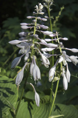 Hosta. Hosta plantaginea. Hemerocallis japonica. White Lily. Very expressive smell. Flowerbed. Summer days.