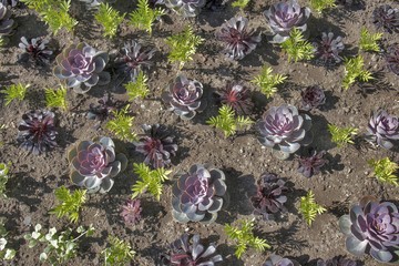 Red succulent cactus rosette in Marrakech, Morocco.