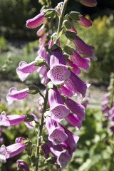 the Flowering Digitalis purpurea or common purple foxglove in garden © elenarostunova