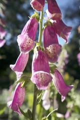 the Flowering Digitalis purpurea or common purple foxglove in garden © elenarostunova