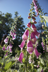 the Flowering Digitalis purpurea or common purple foxglove in garden © elenarostunova