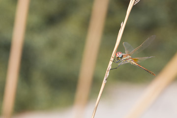 A colorful dragonfly in the nature, background