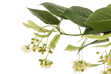Flowers and leaves of linden, isolated on white background