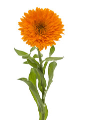 Flower of calendula, isolated on white background