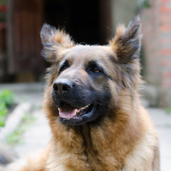 Portrait of Young Fluffy German Shepherd Dog in the Forest. Walks With Pets Outdoor.