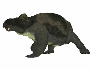 Kannemeyeria Dinosaur Side Profile - Kannemeyeria was a herbivorous dicynodont dinosaur the lived in South Africa, Argentina, India and China during the Triassic Period.