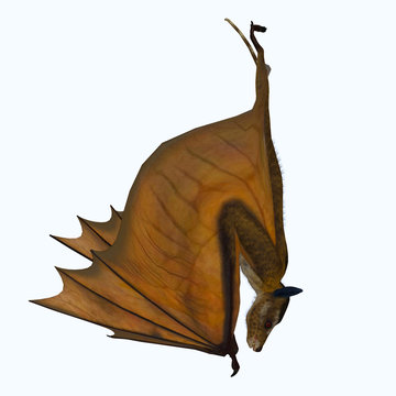 Icaronycteris Bat Hanging - Icaronycteris index is the first bat known to science and lived in North America in the Eocene Period.
